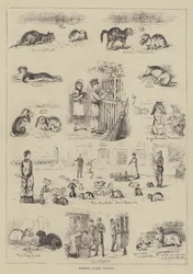 Amateur-Kaninchenzucht